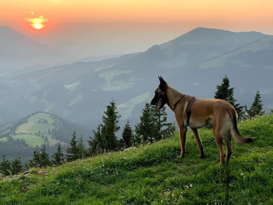 WegscheidUrlaub Mit Hund Im Salzburger Landアパートメント エクステリア 写真