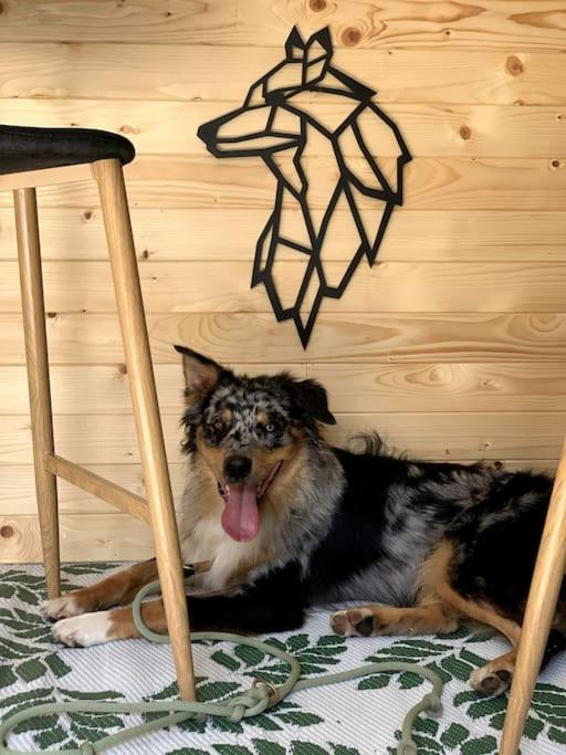 WegscheidUrlaub Mit Hund Im Salzburger Landアパートメント エクステリア 写真